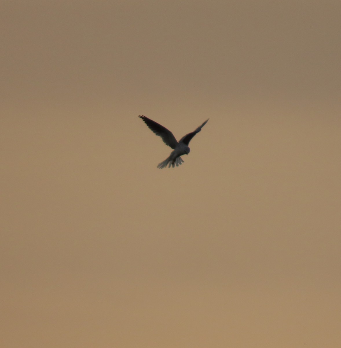 White-tailed Kite - ML613223187