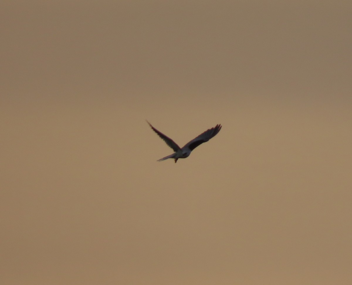 White-tailed Kite - ML613223188