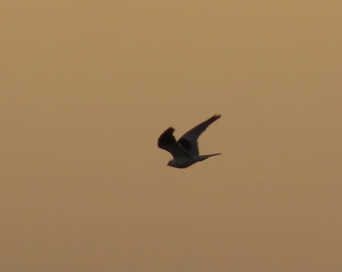 White-tailed Kite - ML613223189