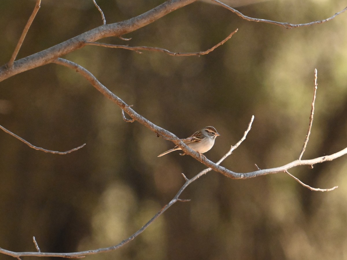 Chipping Sparrow - William Woody