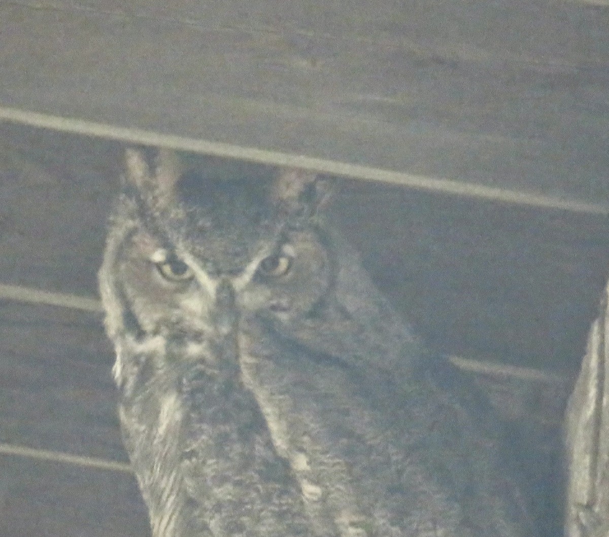 Great Horned Owl - ML613223403