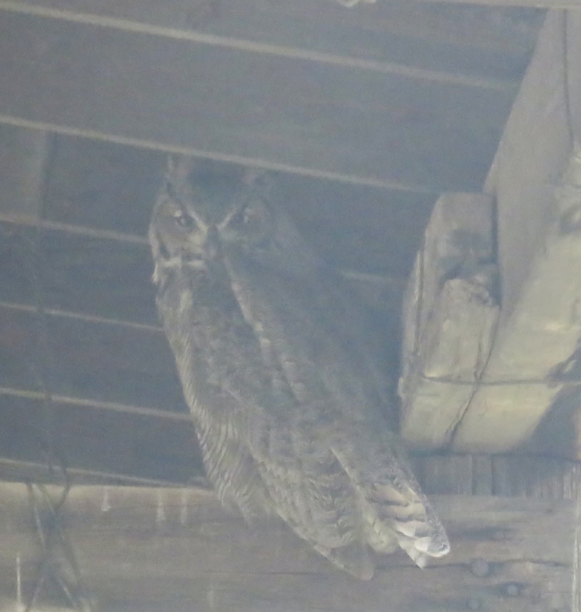 Great Horned Owl - ML613223404