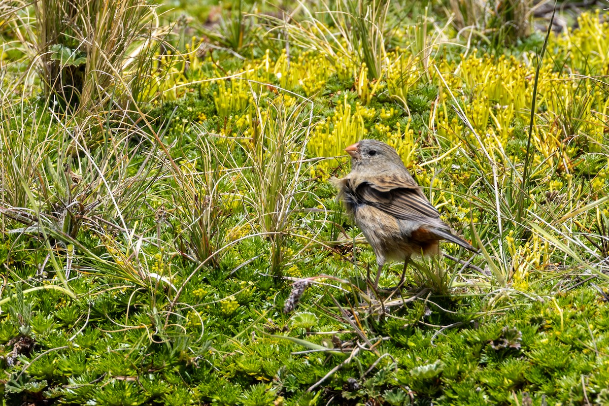 Plain-colored Seedeater - ML613223447