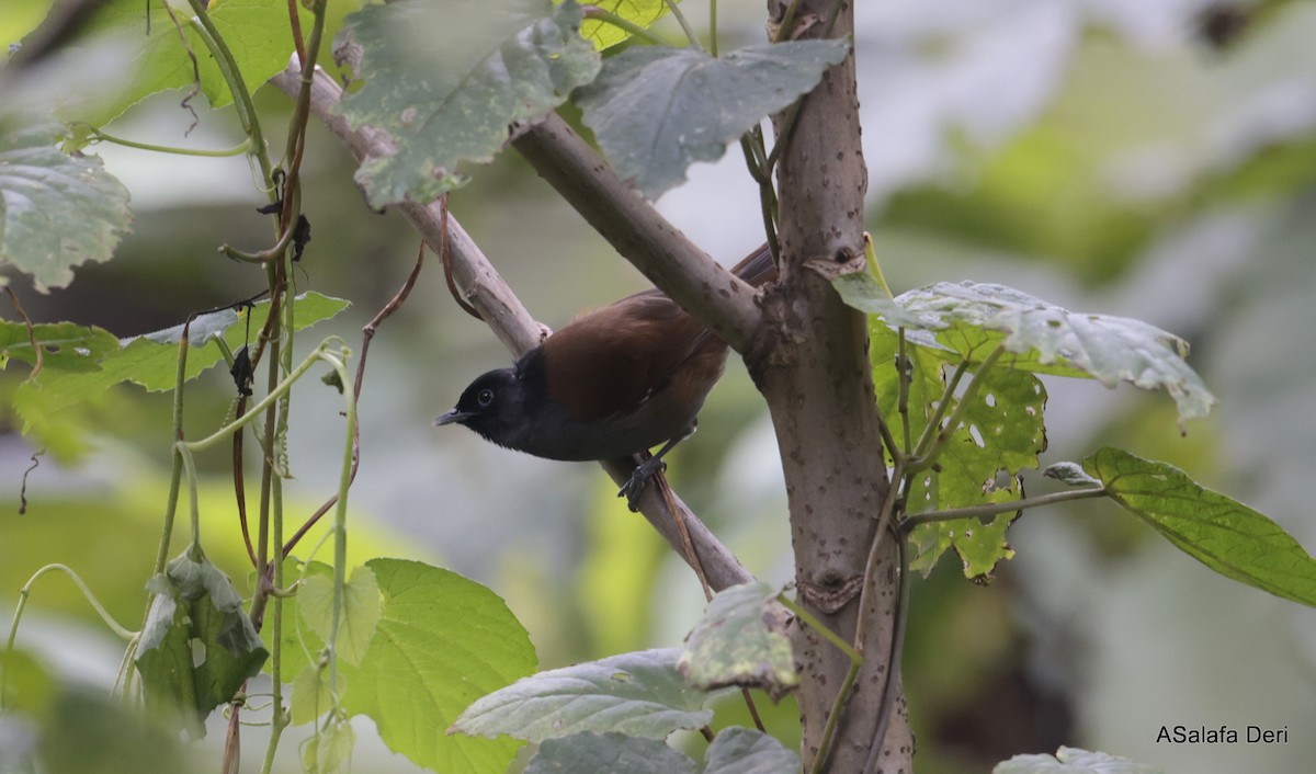 Rwenzori Hill Babbler - Fanis Theofanopoulos (ASalafa Deri)