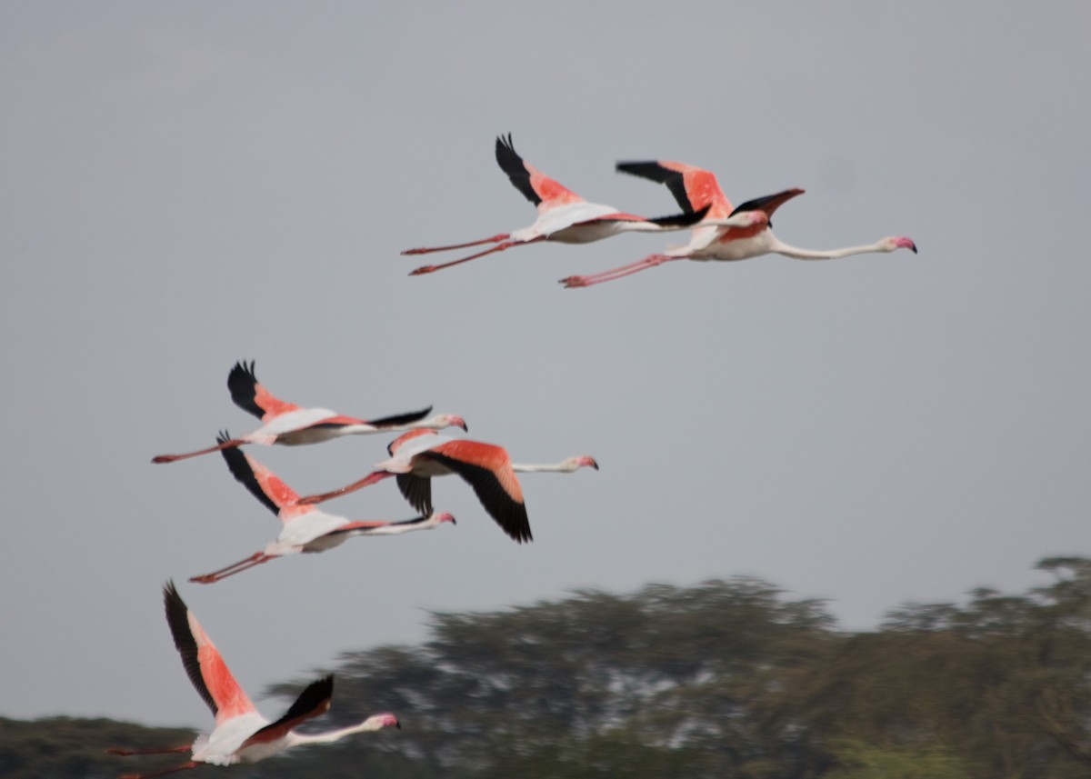 Greater Flamingo - Tim Harrop