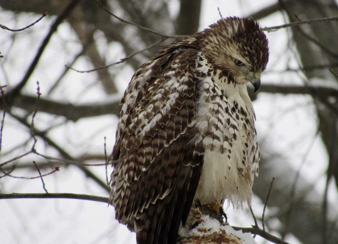 eBird Checklist 7 Jan 2024 GuelphUniversity of Guelph (Arboretum