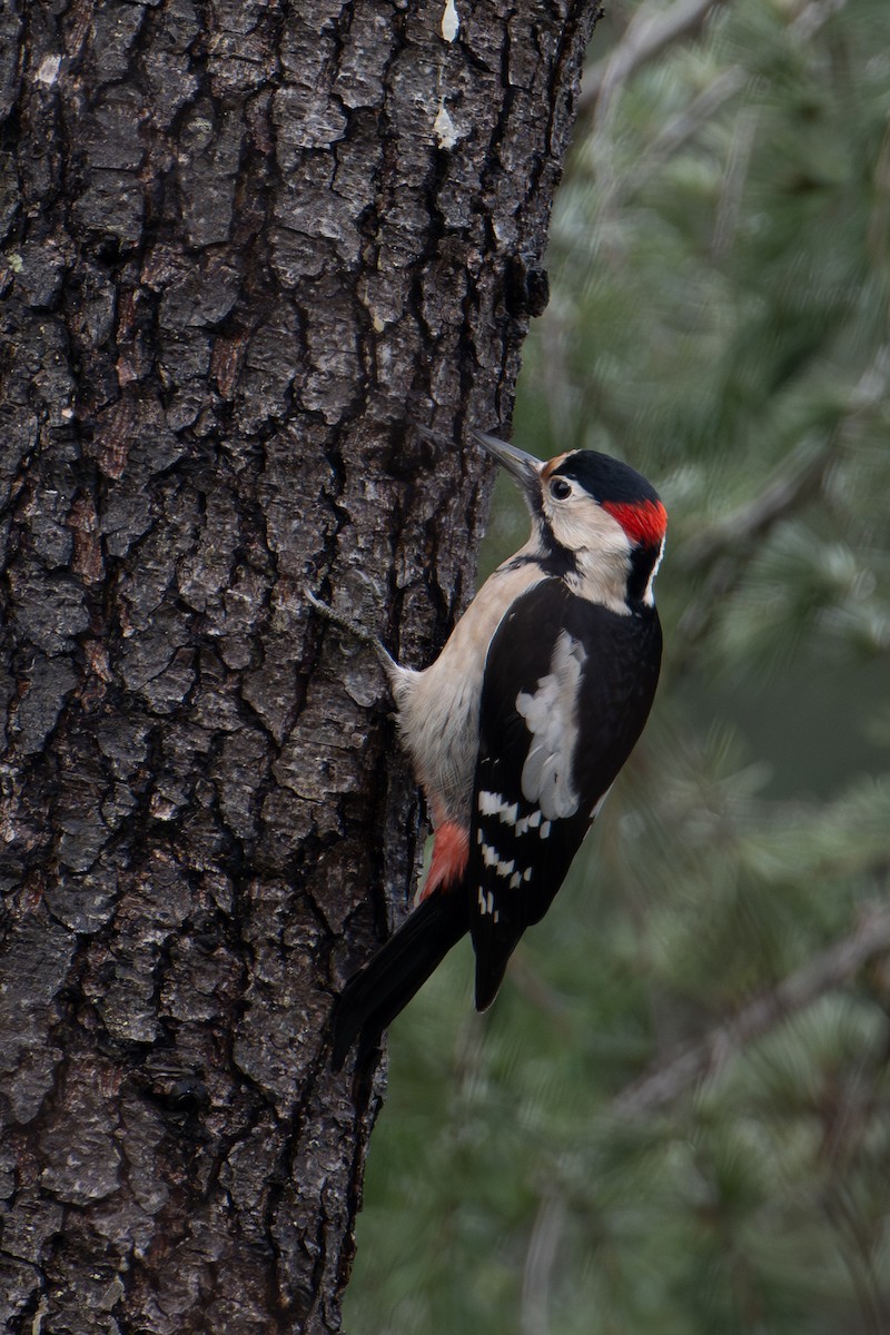 Syrian Woodpecker - ML613224175