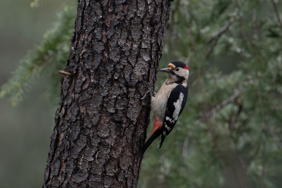 Syrian Woodpecker - ML613224176