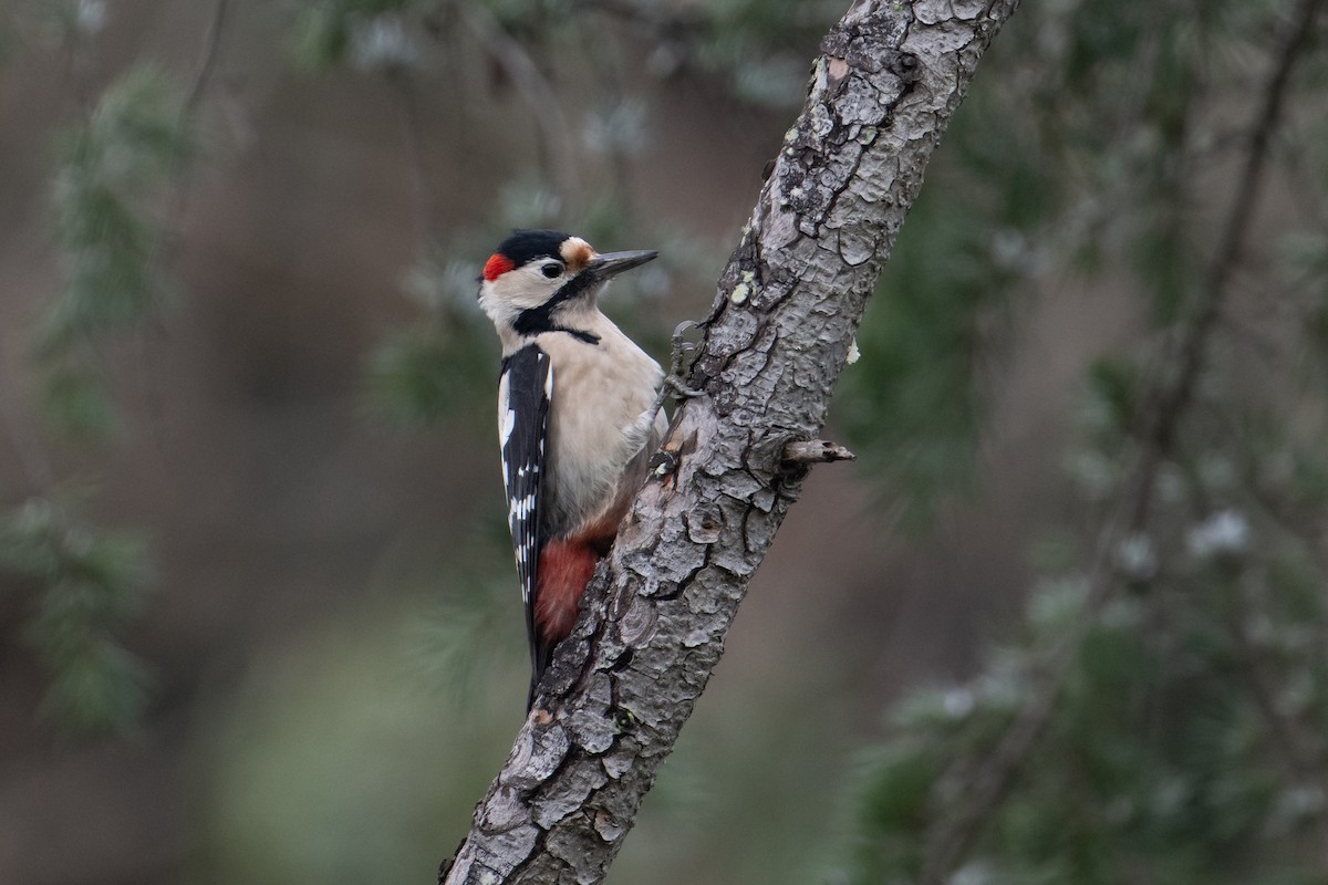 Syrian Woodpecker - ML613224178
