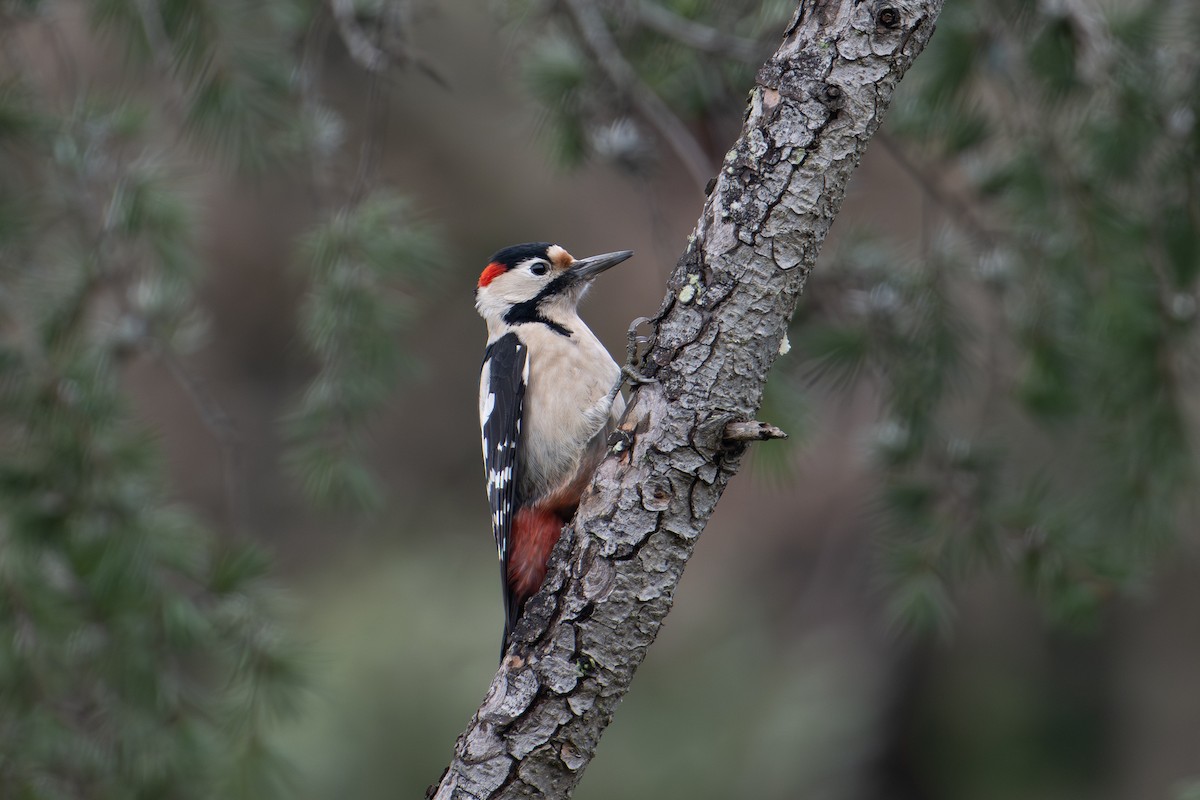 Syrian Woodpecker - ML613224179