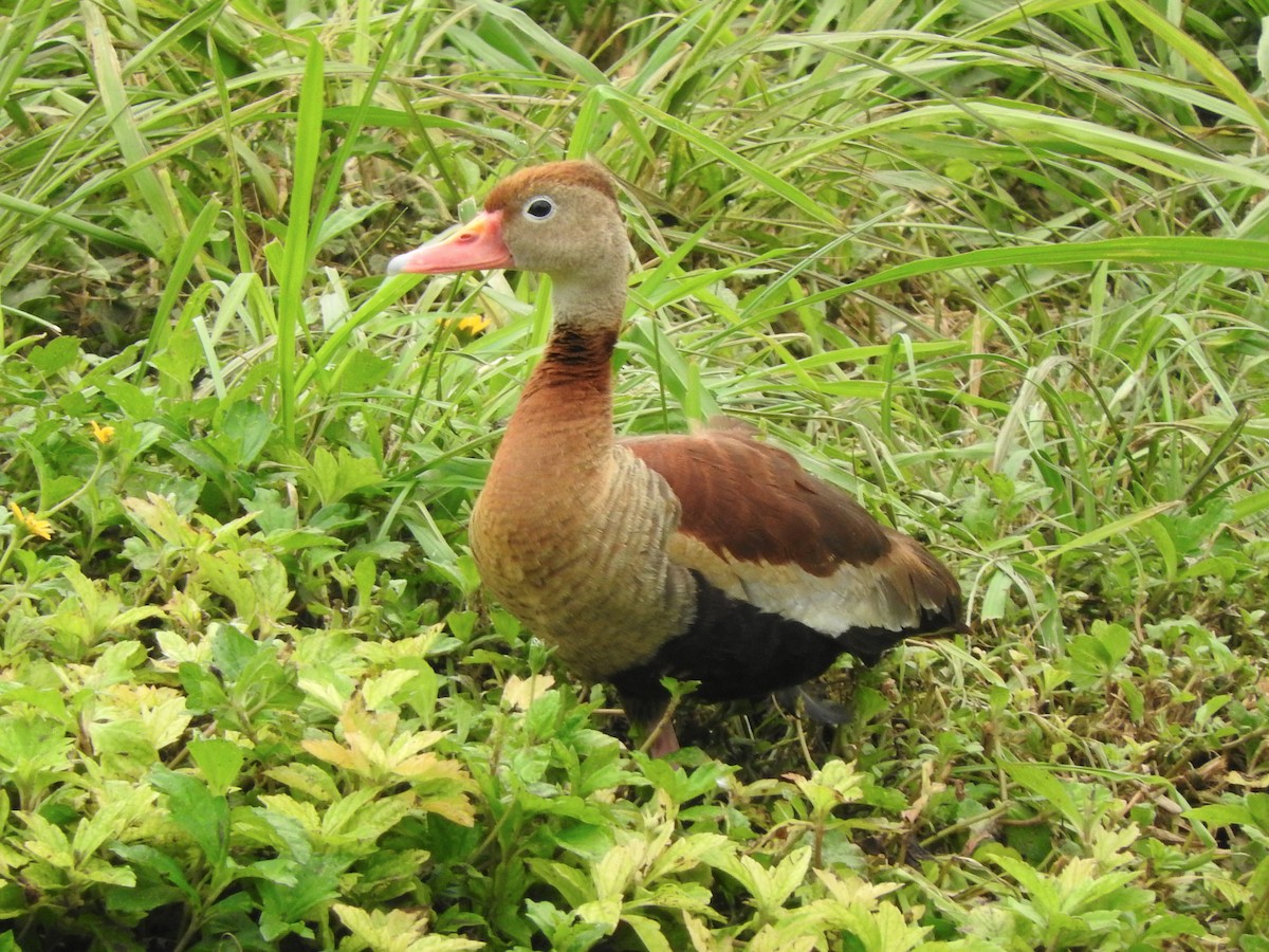 Black-bellied Whistling-Duck (autumnalis) - ML613224297