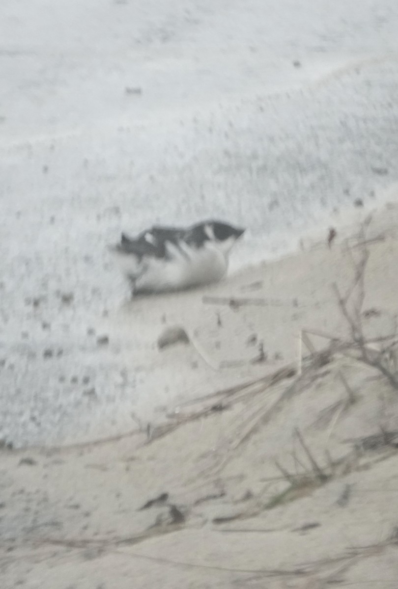 eBird Checklist 7 Jan 2024 Sesuit Harbor 12 species