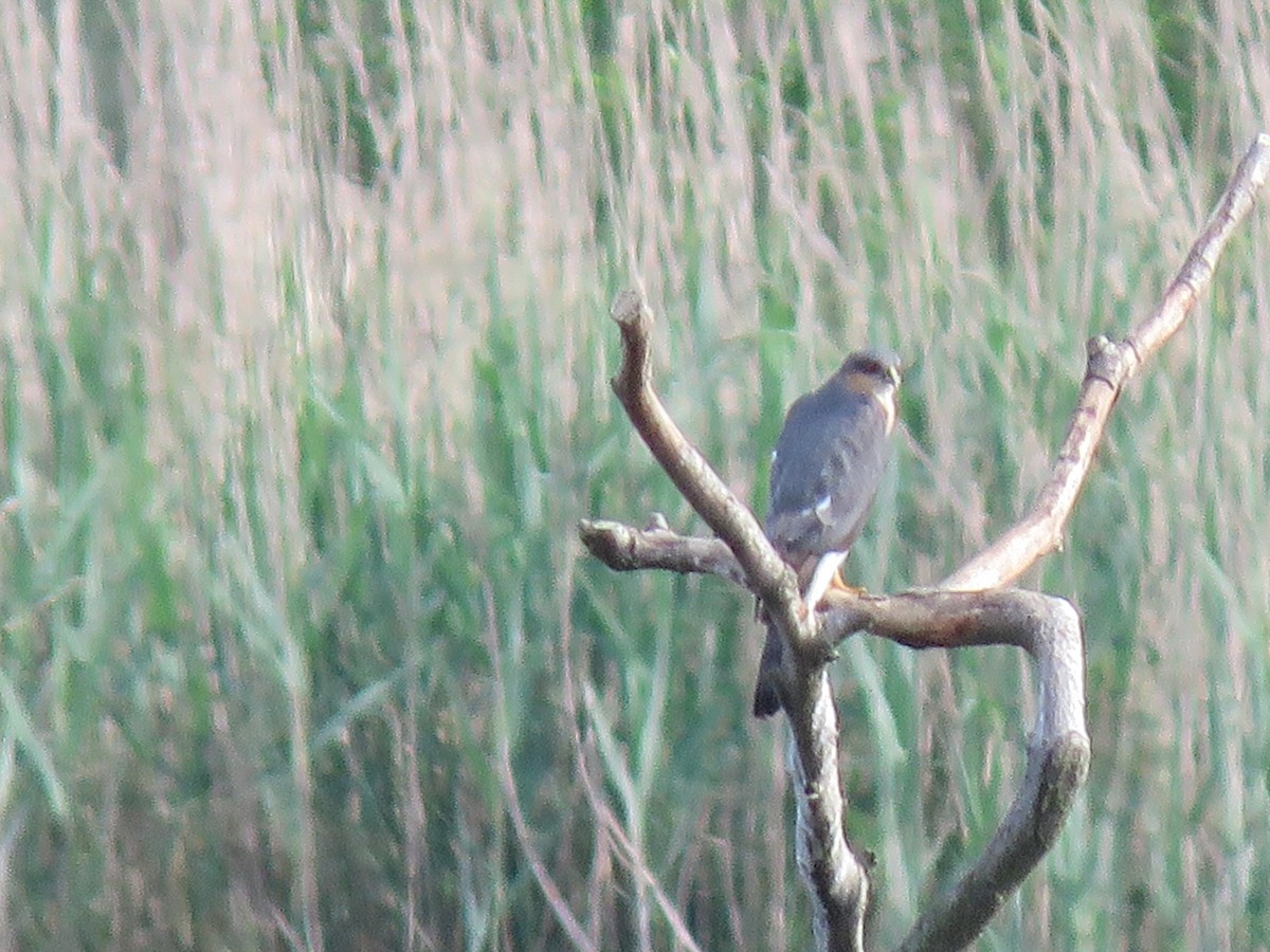 Eurasian Sparrowhawk - Carmelo de Dios