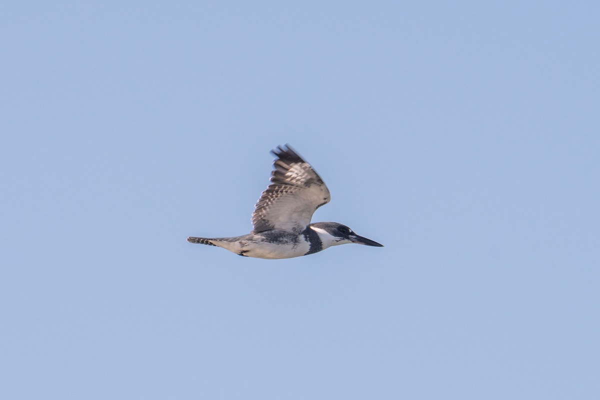 Belted Kingfisher - ML613224687