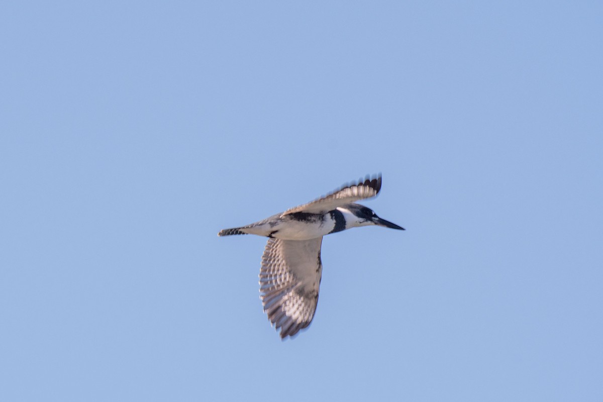 Belted Kingfisher - ML613224688
