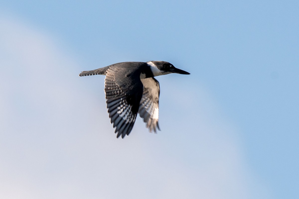 Belted Kingfisher - ML613224689