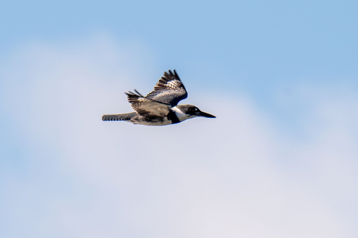 Belted Kingfisher - ML613224690
