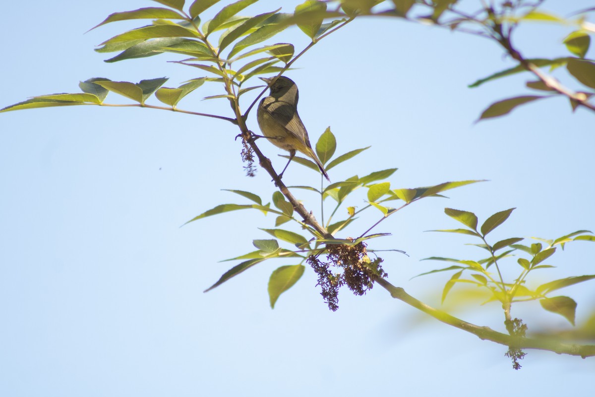 Orange-crowned Warbler - Hanji Eduardo Alegría Ovando