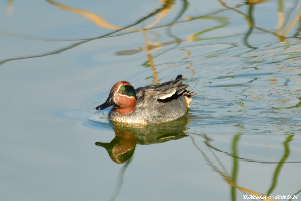 Green-winged Teal - ML613224879