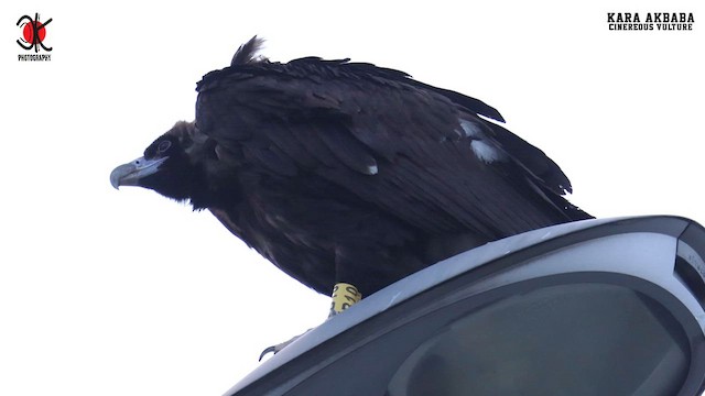 Cinereous Vulture - ML613225150