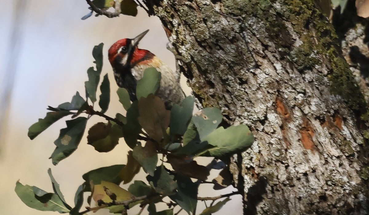 Red-naped x Red-breasted Sapsucker (hybrid) - Jim Tietz