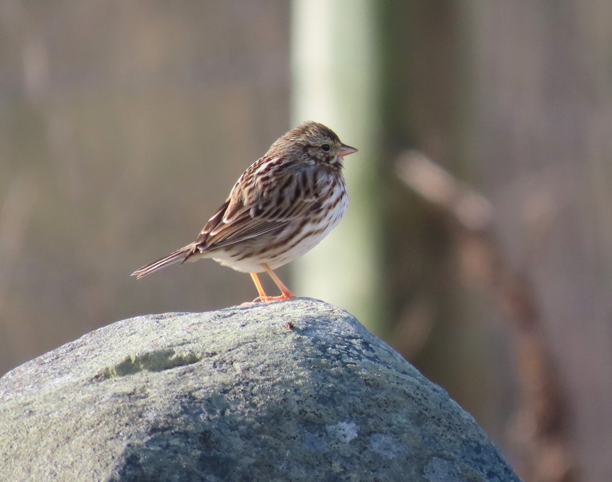 Savannah Sparrow - ML613225425