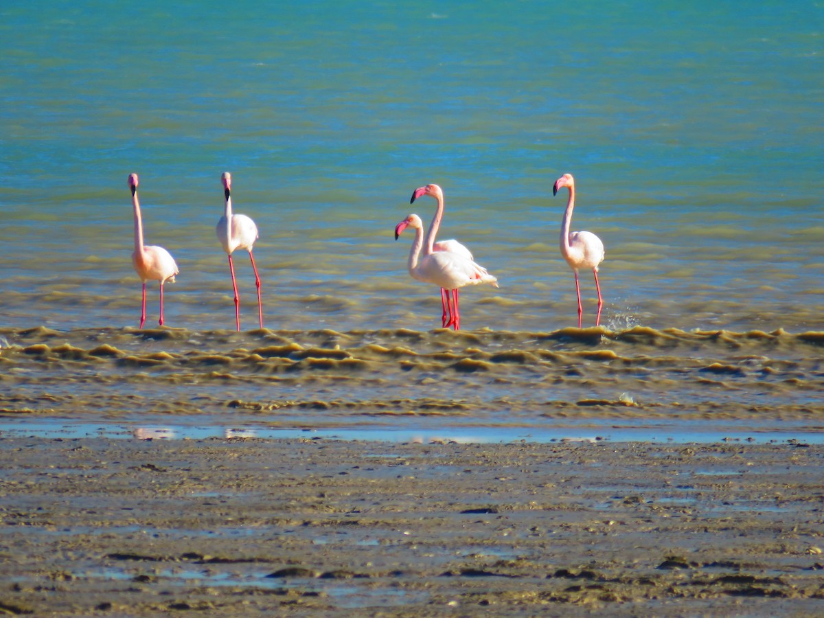 Greater Flamingo - ML613225596