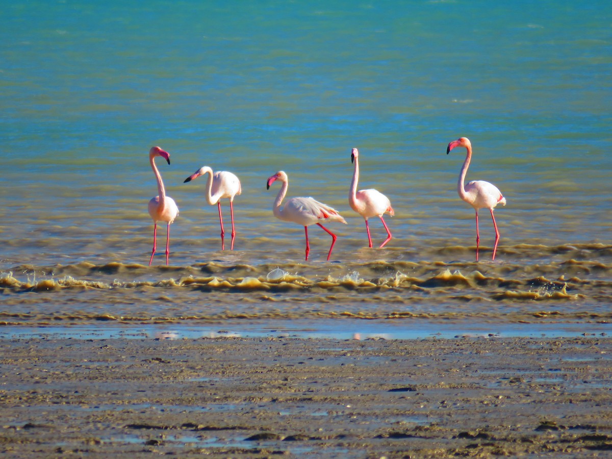 Greater Flamingo - ML613225597