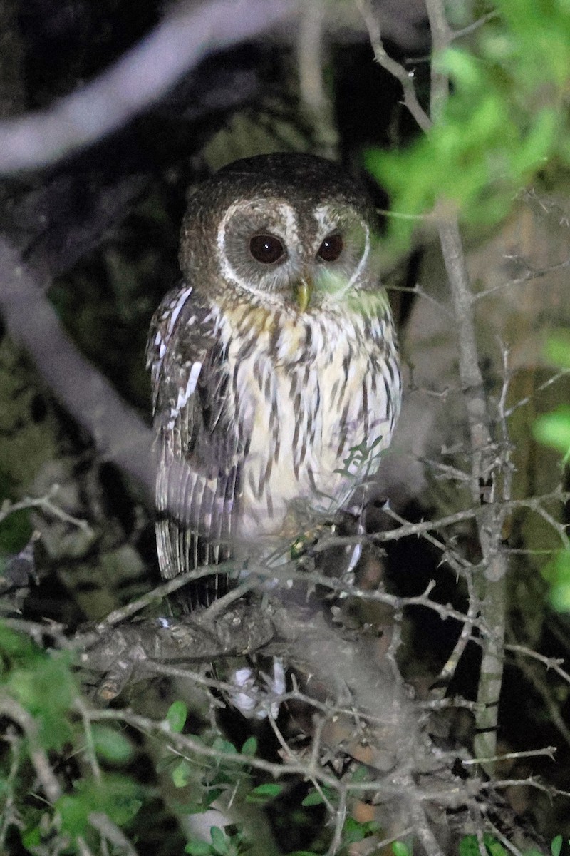 Mottled Owl - ML613225792