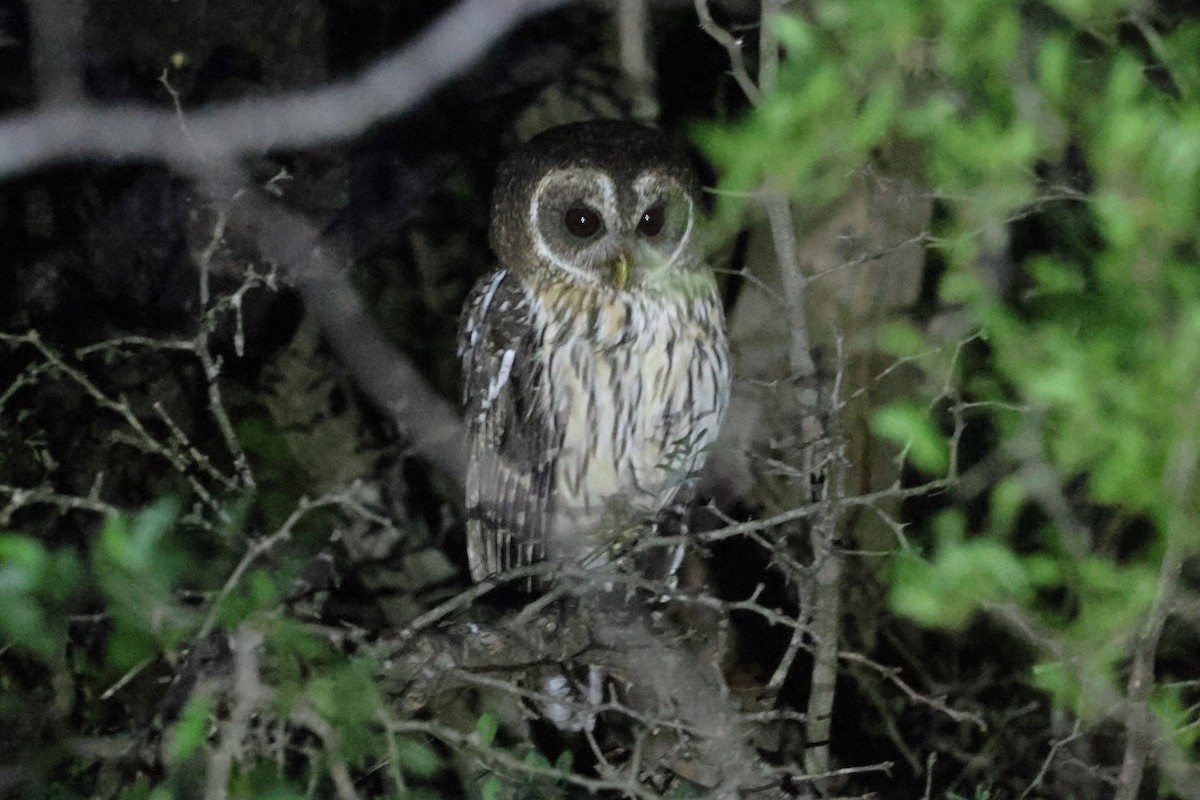 Mottled Owl - ML613225795
