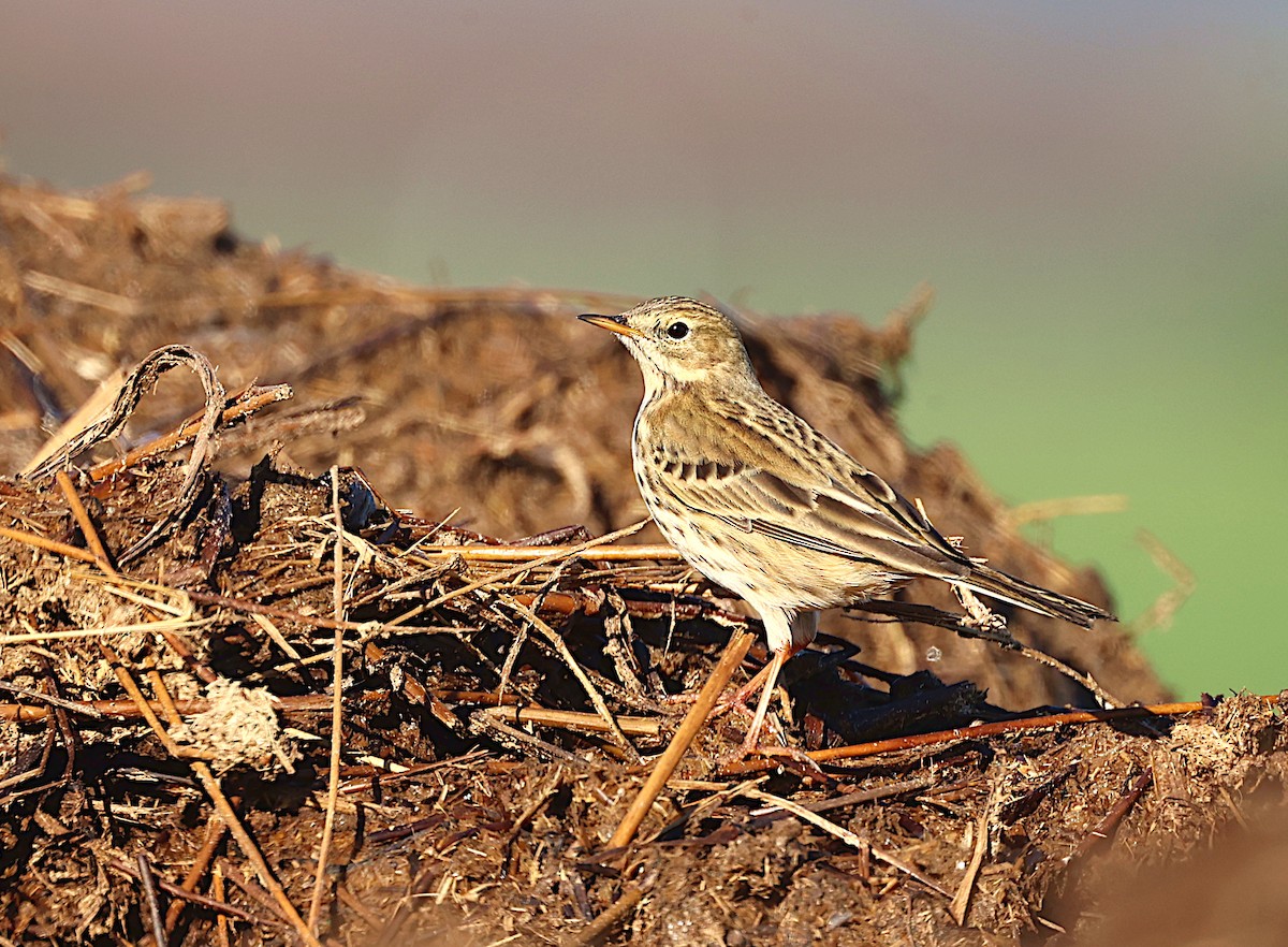 Meadow Pipit - ML613225824