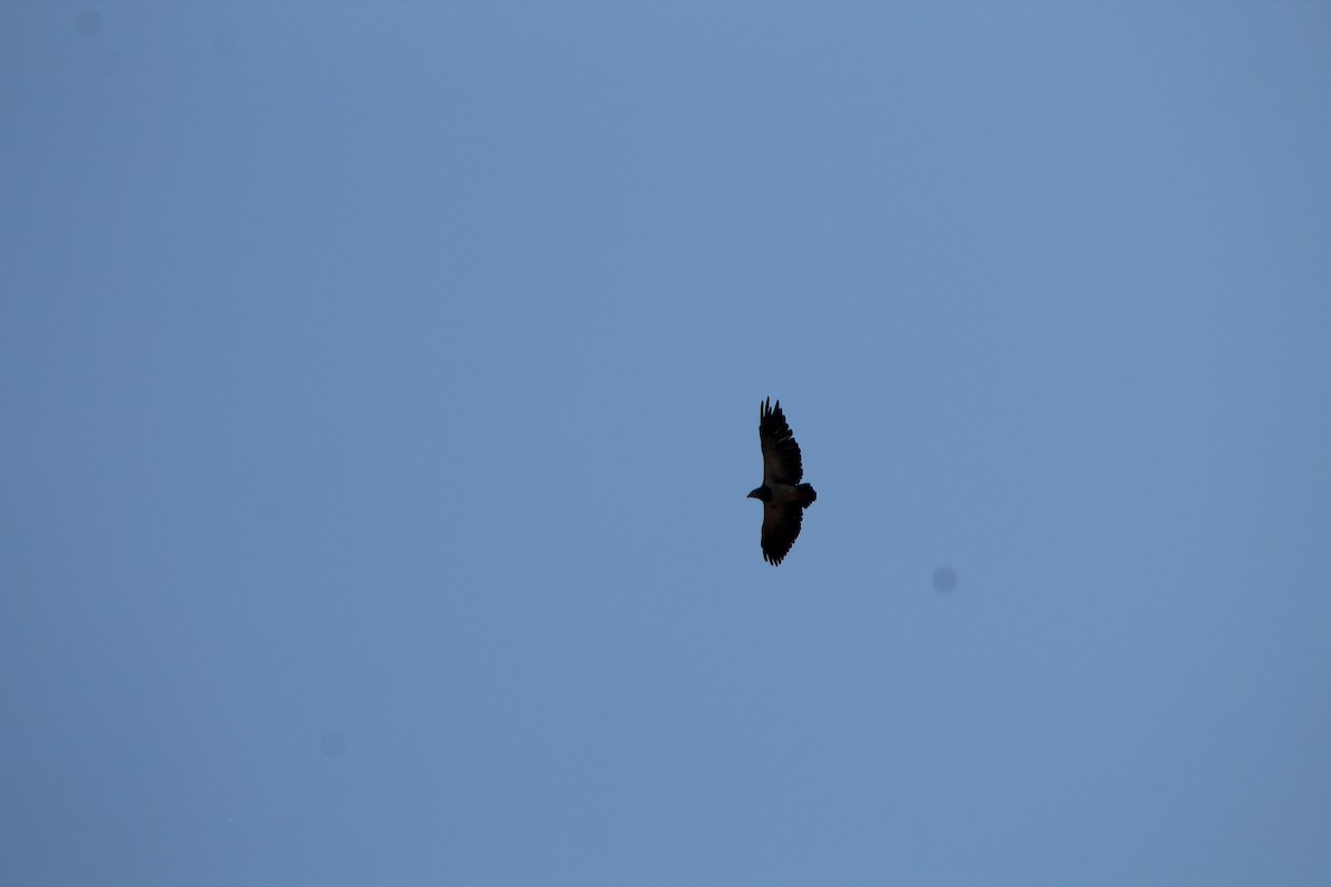 Black-chested Buzzard-Eagle - ML613225904