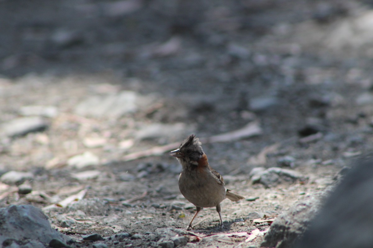 Rufous-collared Sparrow - ML613225987