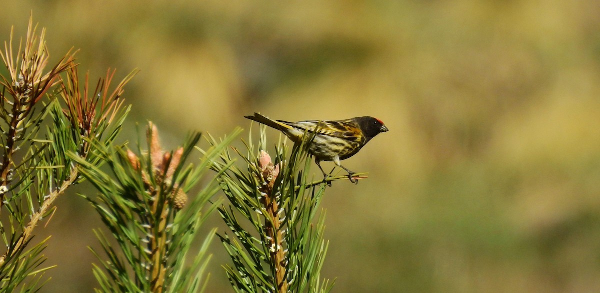 Fire-fronted Serin - ML613226008