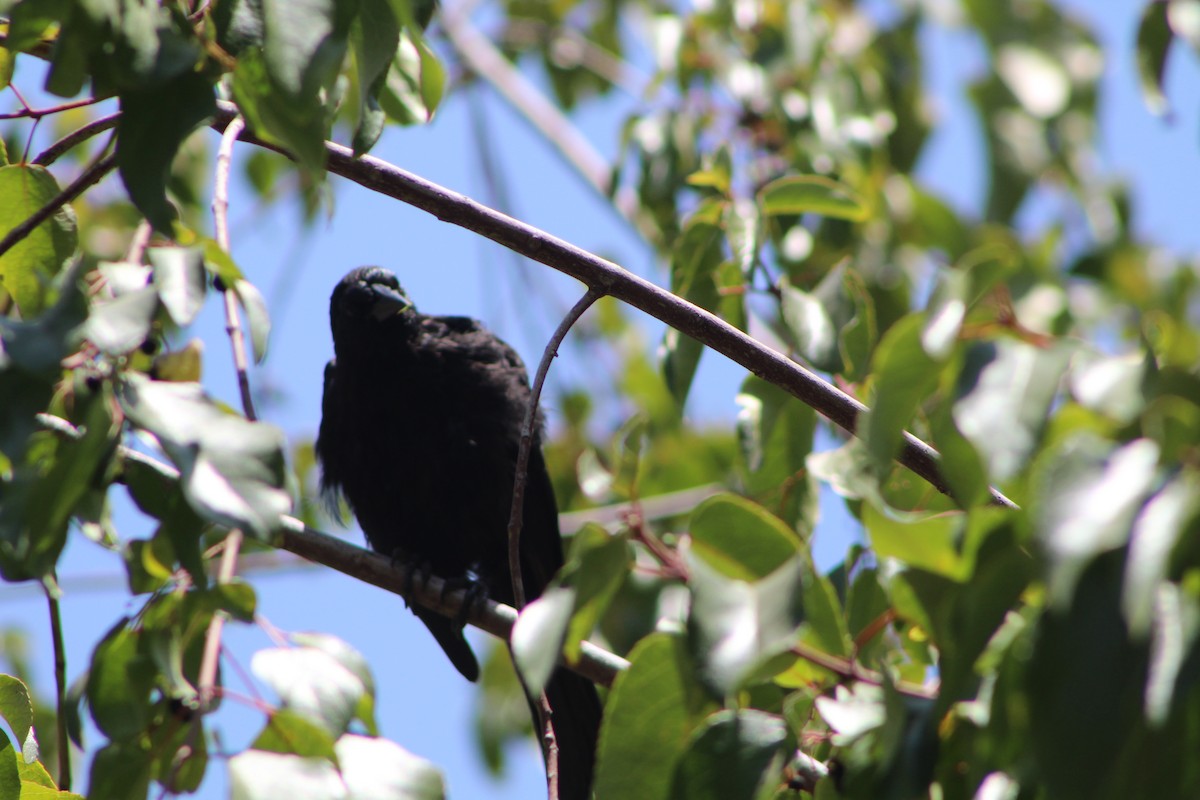 Austral Blackbird - ML613226081