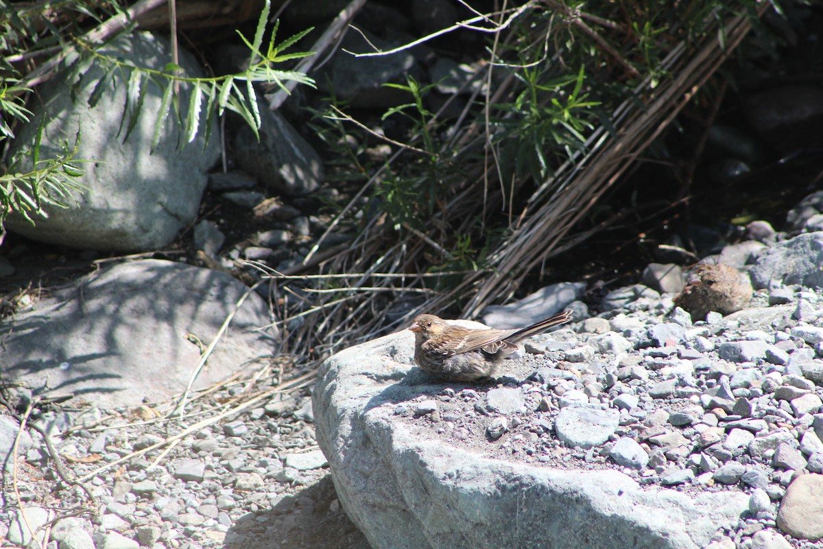 Band-tailed Sierra Finch - ML613226113