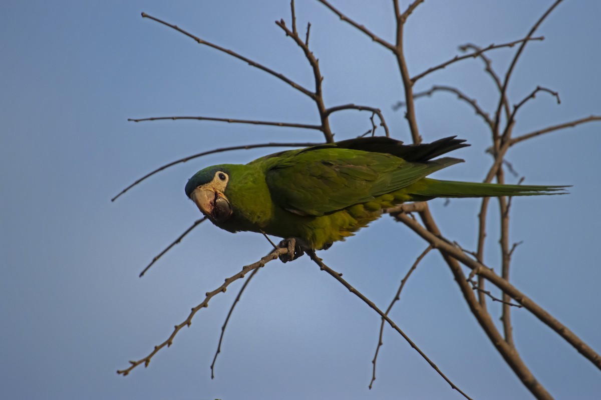 Red-shouldered Macaw - Antonio Rodriguez-Sinovas