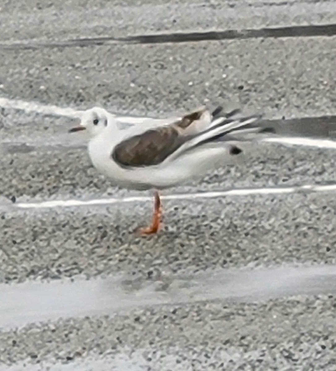 Ebird Checklist Jan Jones Beach Sp Field Species