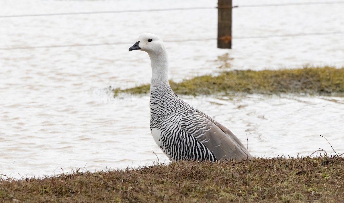 Upland Goose (Bar-breasted) - ML613226719