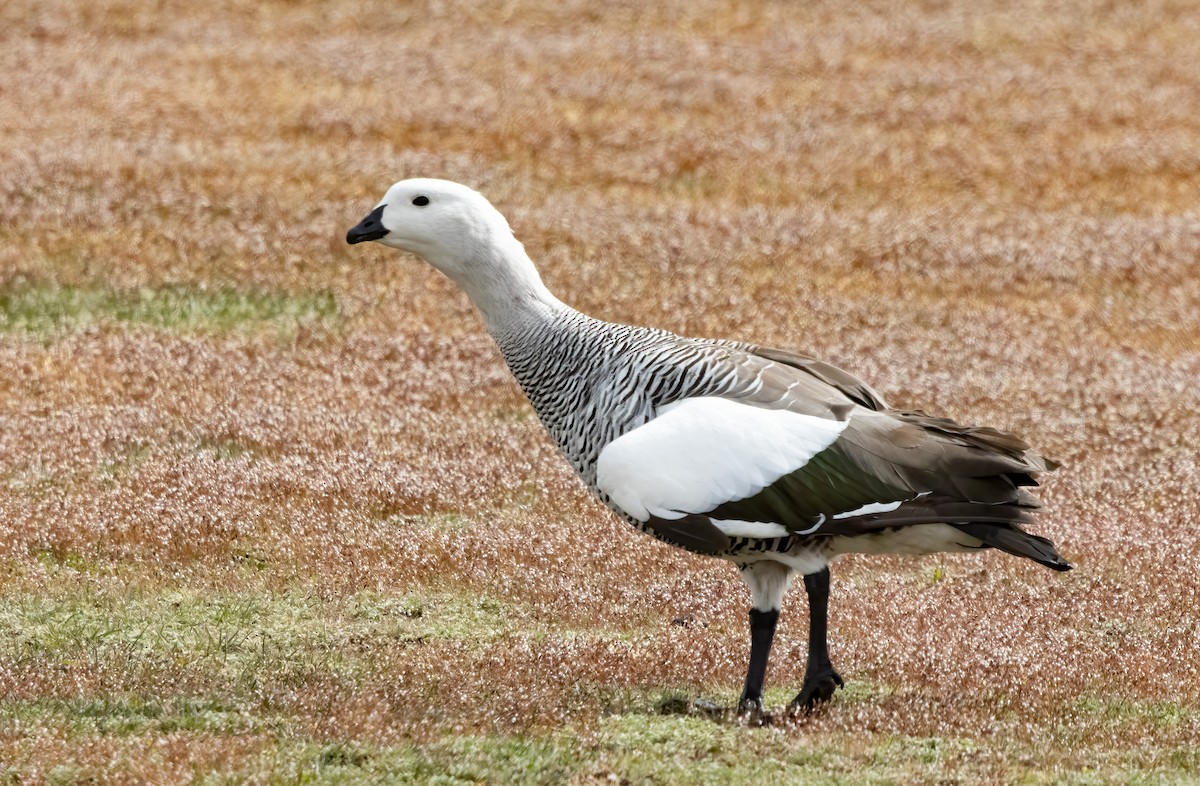 Upland Goose (Bar-breasted) - ML613226727