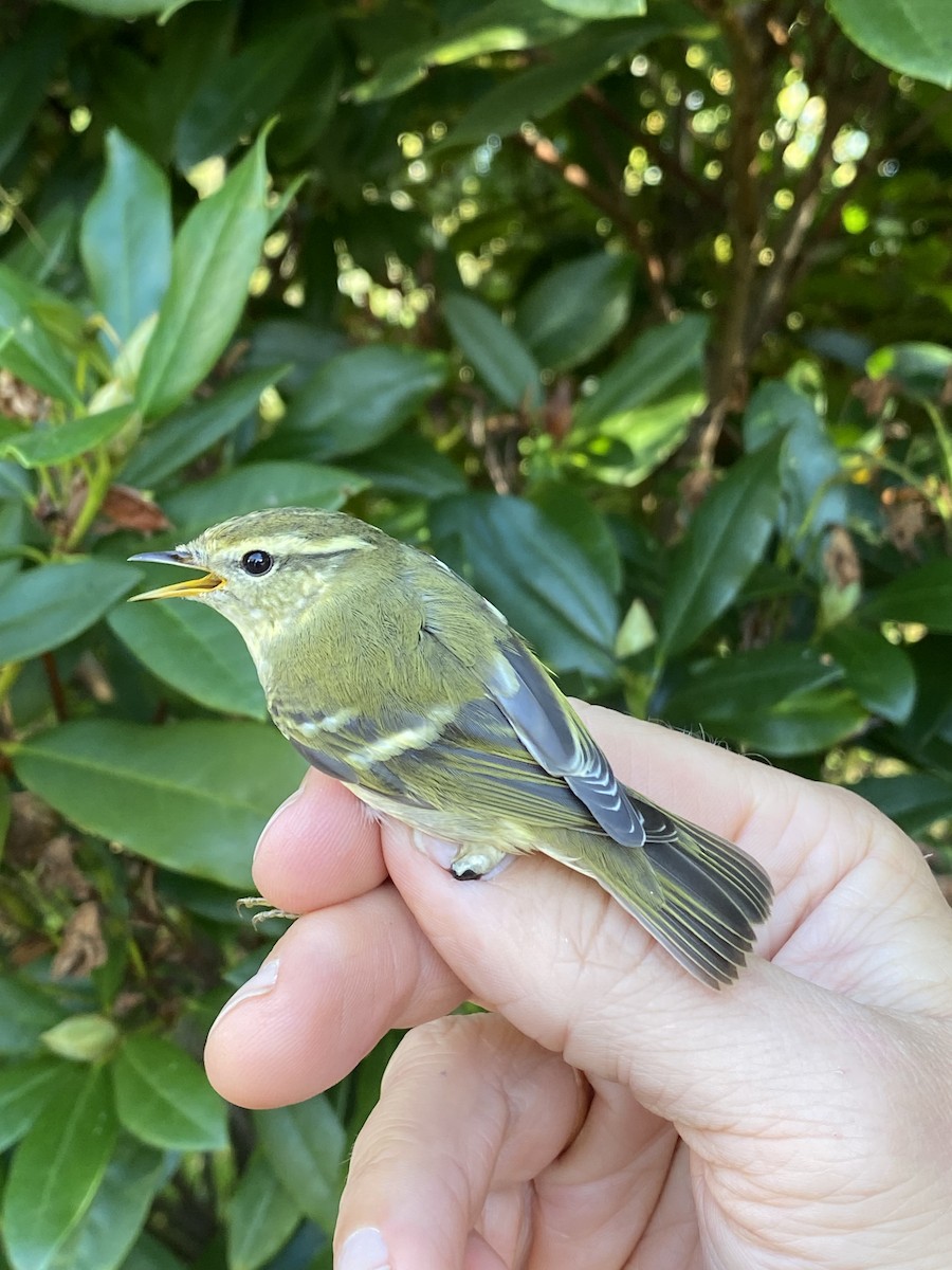 Yellow-browed Warbler - ML613226732