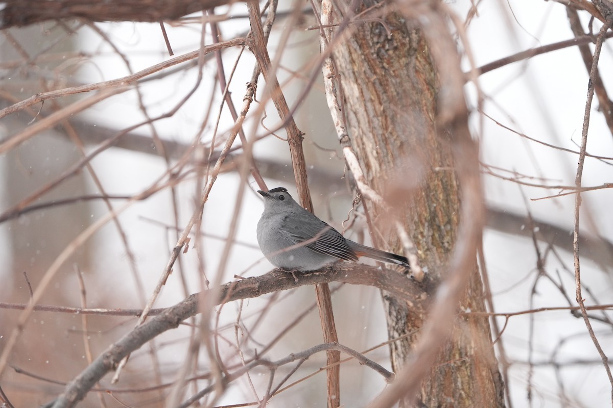 EBird Canada Checklist 7 Jan 2024 Parc De L Aqueduc 7 Species   1200