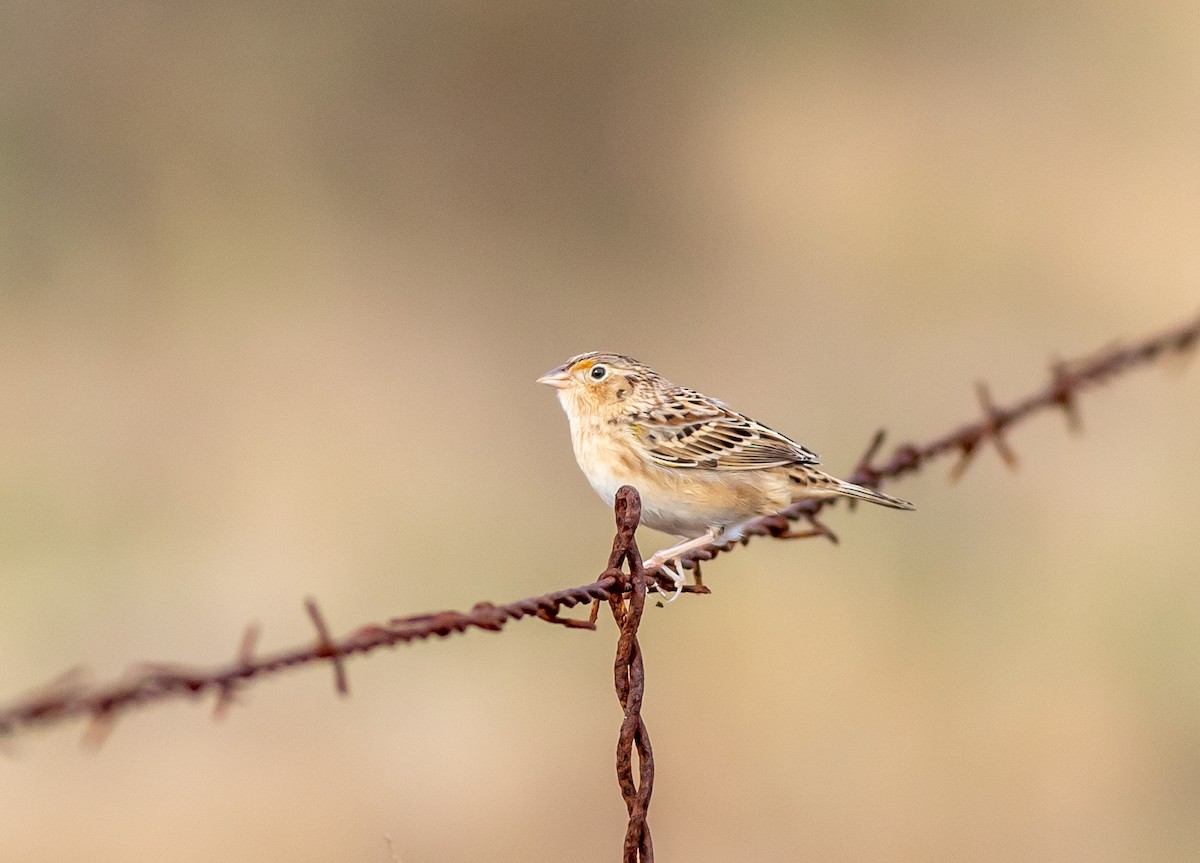 Grasshopper Sparrow - ML613226965