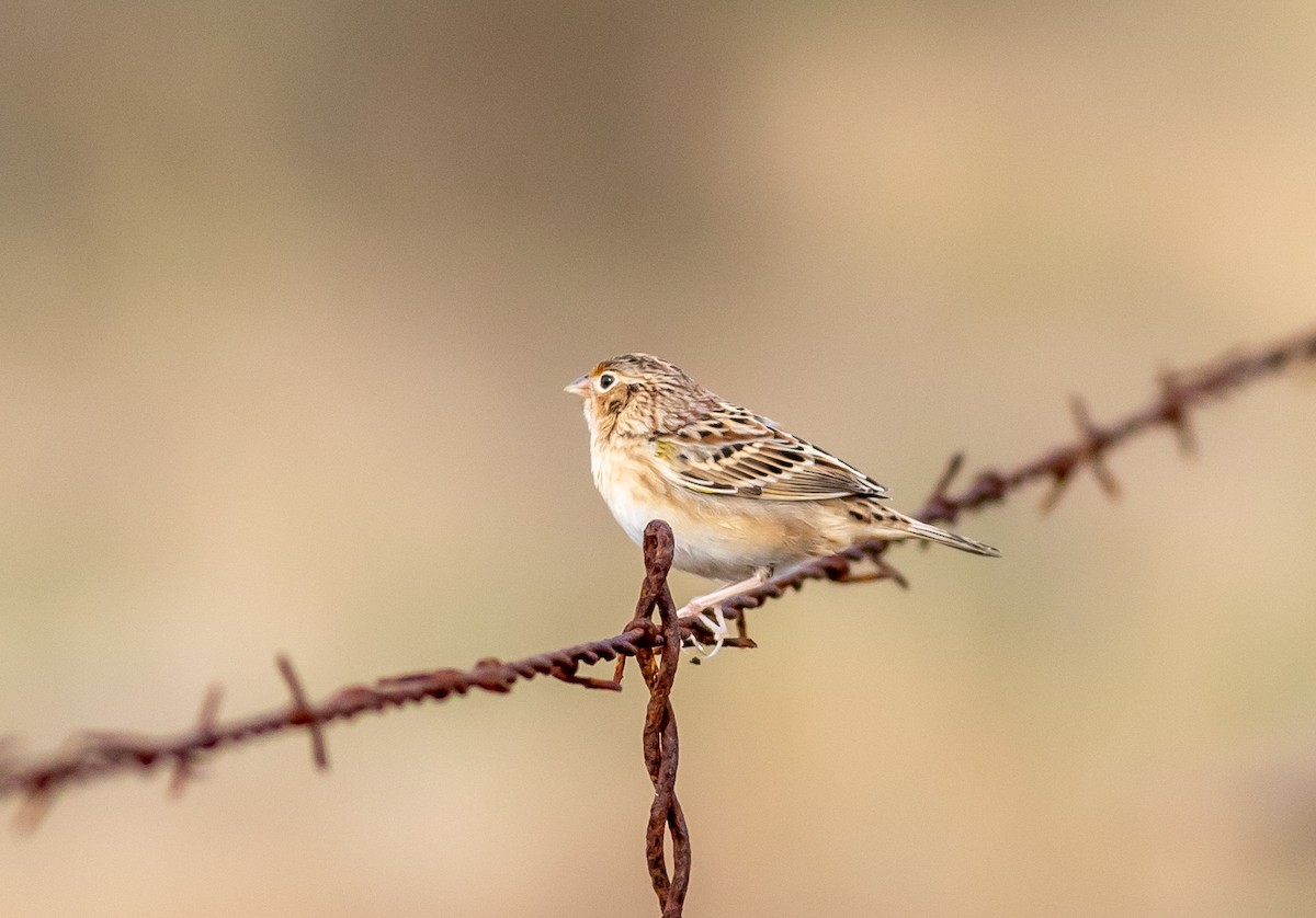 Grasshopper Sparrow - aaron evans