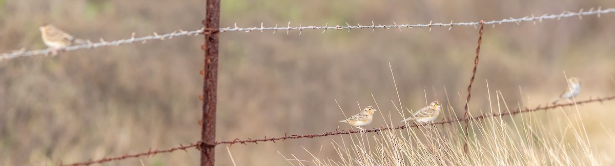 Grasshopper Sparrow - aaron evans