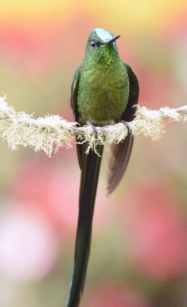 Long-tailed Sylph - ML613227058