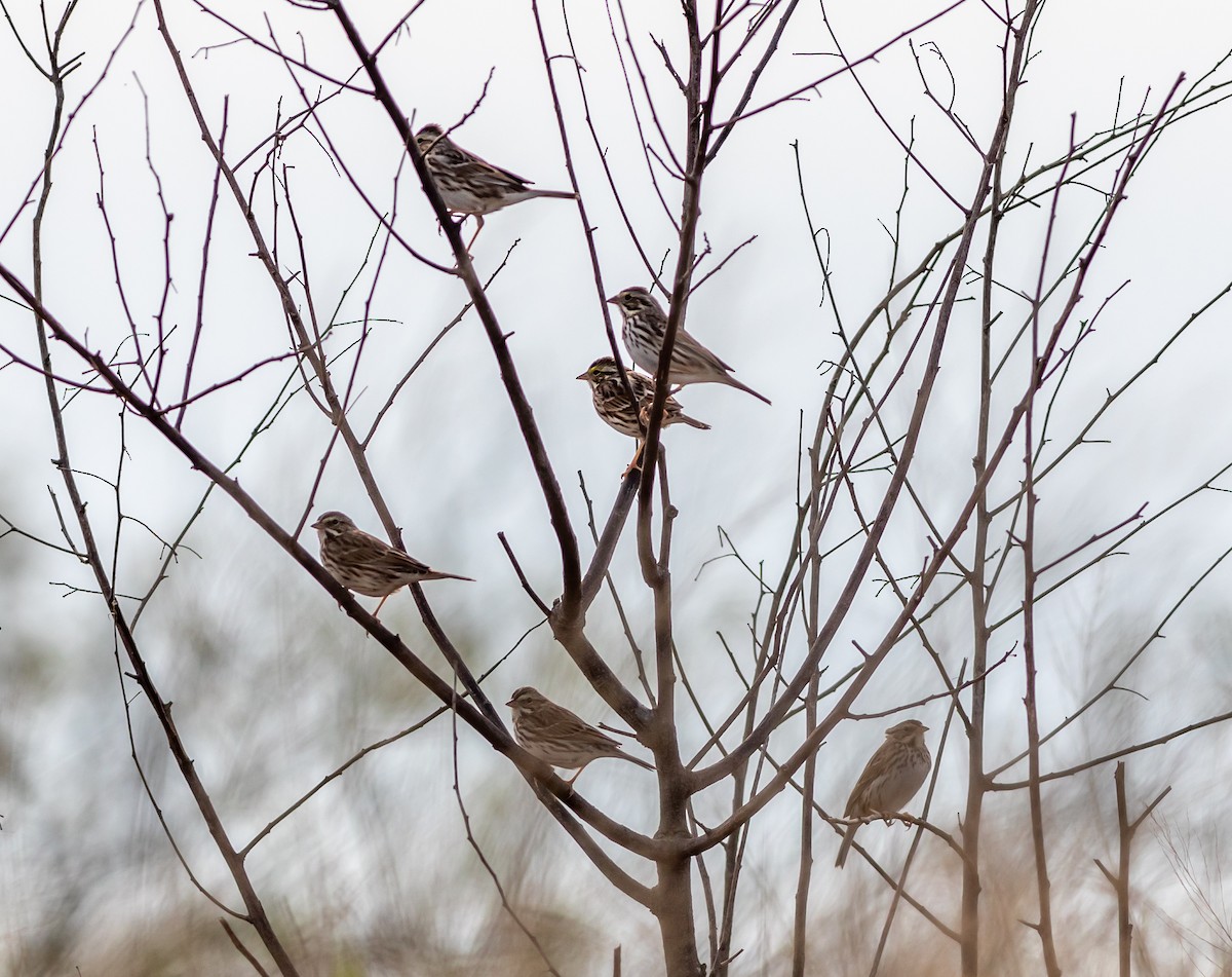 Savannah Sparrow - aaron evans