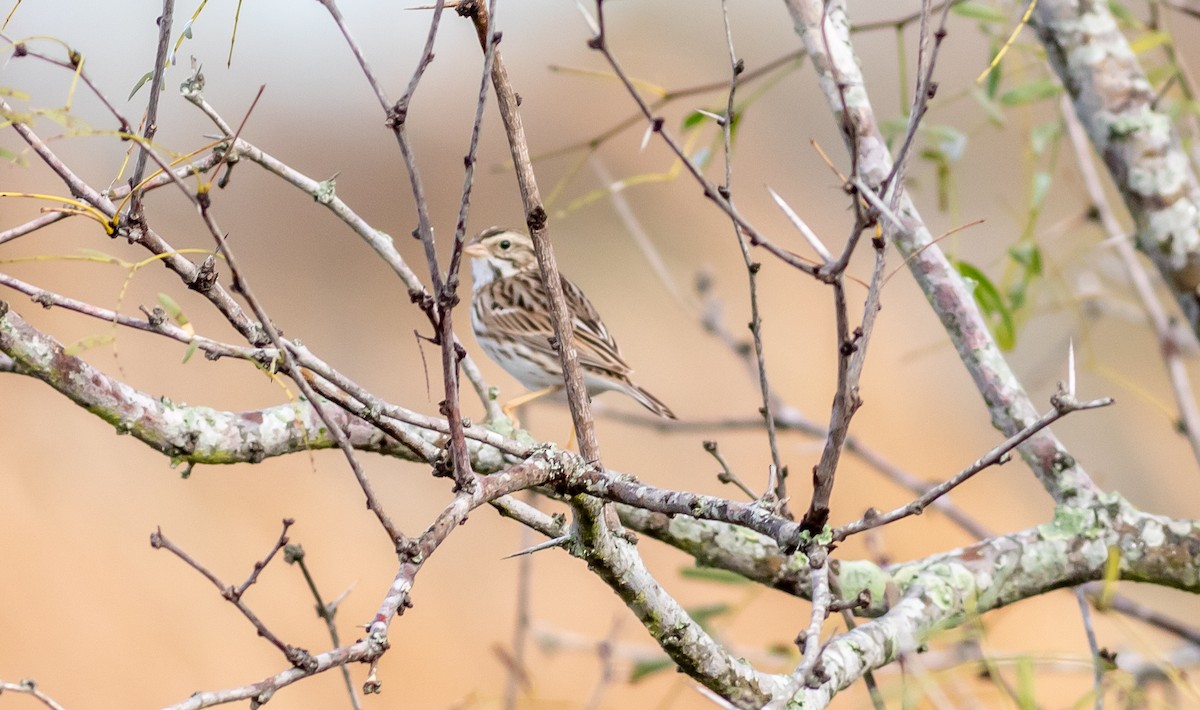 Savannah Sparrow - aaron evans