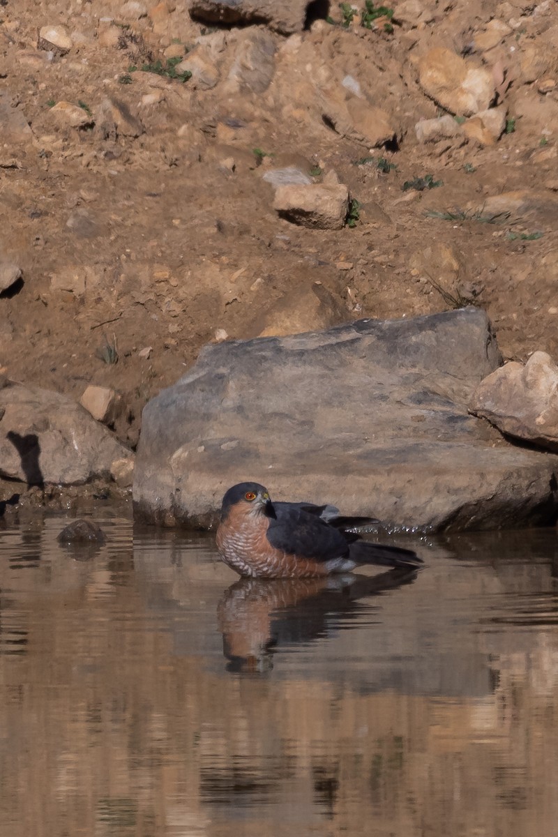 Eurasian Sparrowhawk - ML613227111