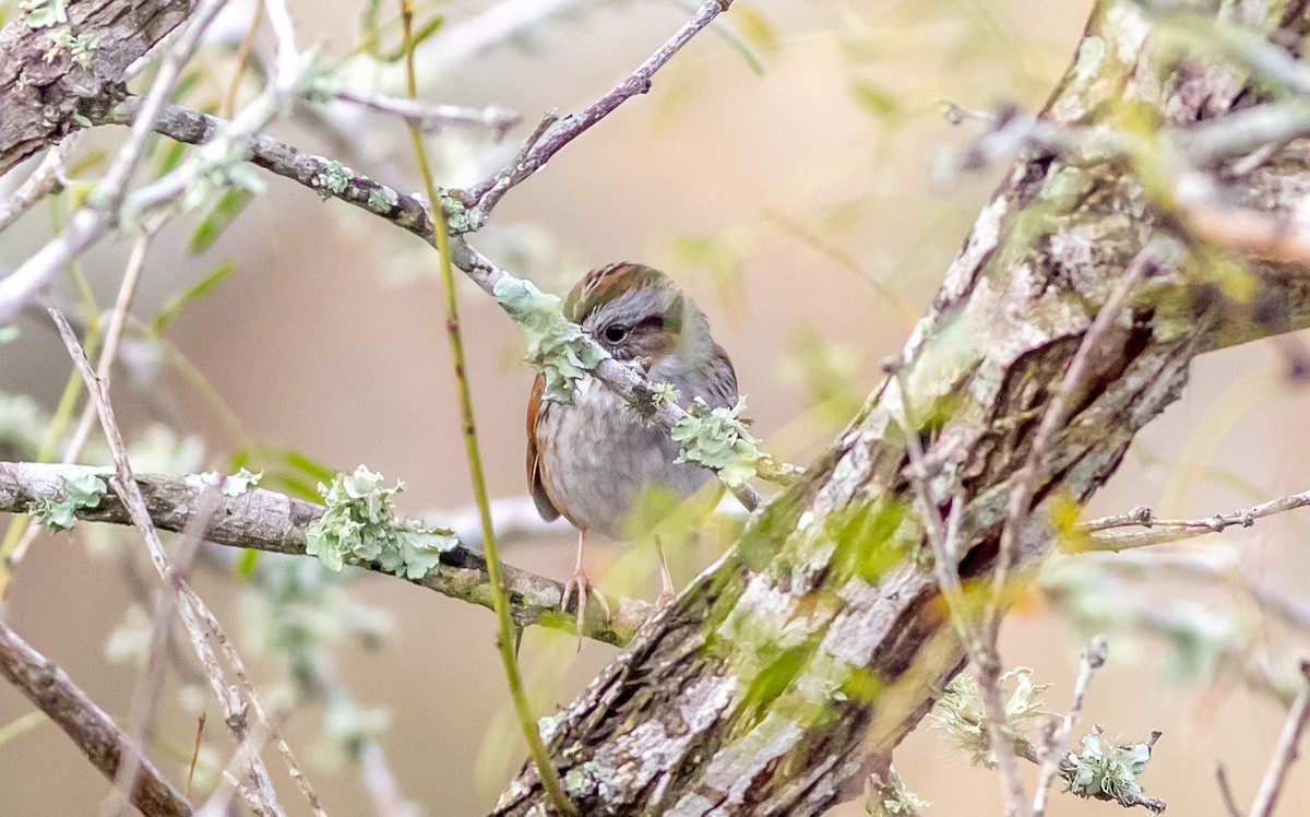 Swamp Sparrow - aaron evans